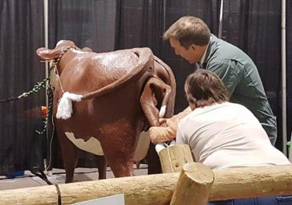 شرکت پخش طناب سخت زایی گاو