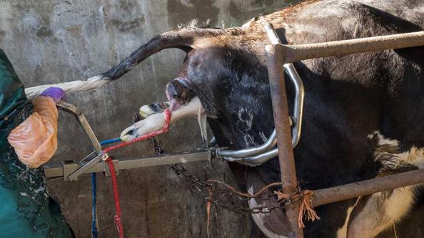 ویژگی های جک زایمان گوساله باکیفیت