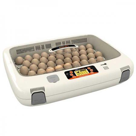 چگونه در خانه جوجه کشی کنیم؟