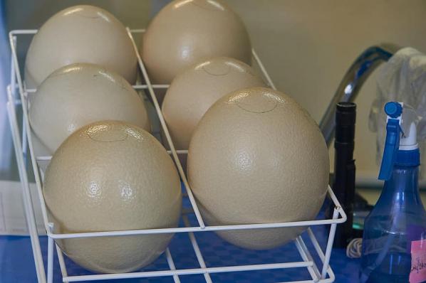 شرکت ارائه دهنده دستگاه جوجه کشی شترمرغی