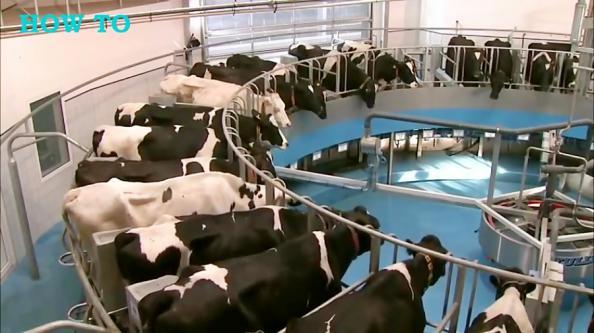 خرید آسان شیردوش گاوداری صنعتی