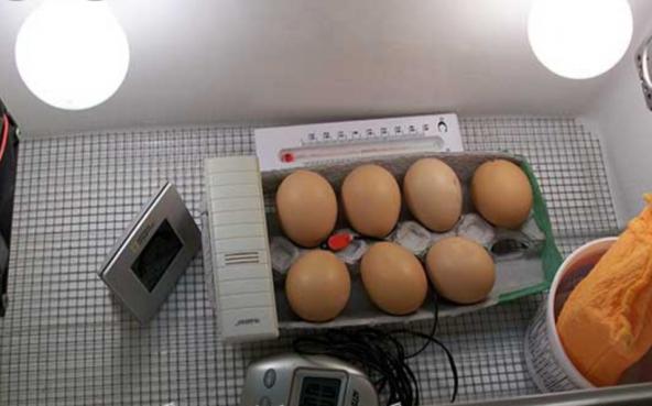 نکات طلایی برای جوجه کشی در خانه