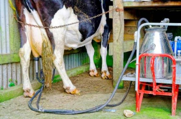 پخش انواع شیردوش گاوداری صنعتی