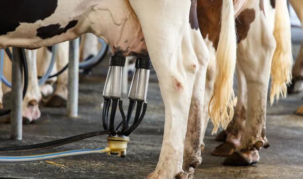 قیمت خرید شیر دوش برقی گاو