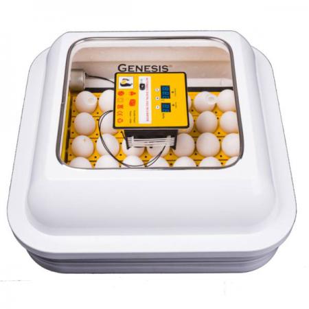 نکات قابل توجه پس از جوجه کشی