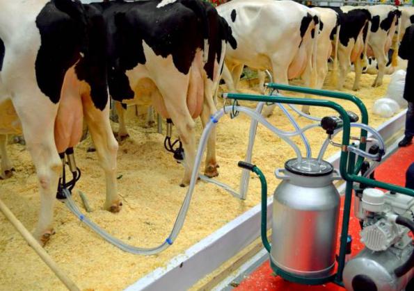 شرکت صادراتی انواع شیردوش گاوداری صنعتی