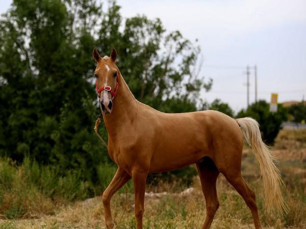 ویژگی های ظاهری خرک جمع آوری اصل