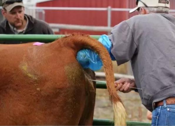 کارایی دستگاه تلقیح گاو چیست؟