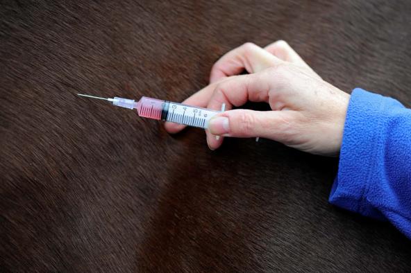 بازار خرید سرنگ های مخصوص تلقیح اسب