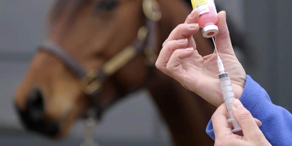 انواع مختلف سرنگ تلقیح اسب در بازار