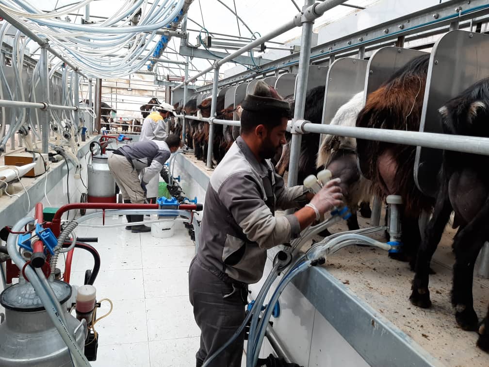 تفاوت شیردوش صنعتی و دستی