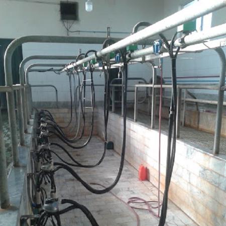 خودکفایی در دامداری با دستگاه شیر دوش