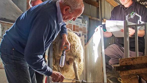 فروشنده بزرگ دستگاه انتقال جنین گوسفند