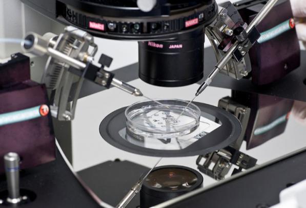 شرکت توزیع غلاف بدون چاک انتقال جنین