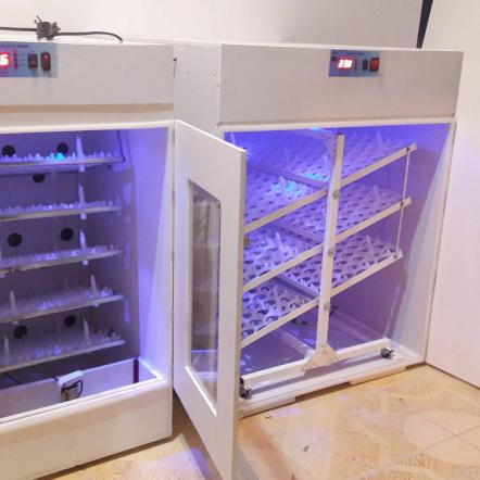 آشنایی با تجربیات ناب جوجه کشی