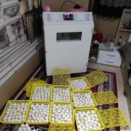 مرجع عرضه انواع دستگاه جوجه کشی صنعتی