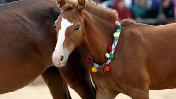 بازار خرید دستگاه انتقال جنین اسب