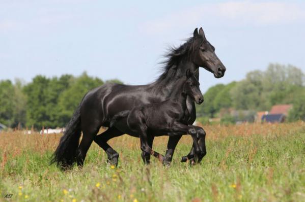 فروش عمده خرک جمع آوری اسپرم اسب