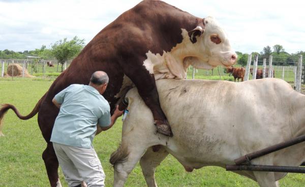 مرکز توزیع دستگاه انتقال جنین گاو