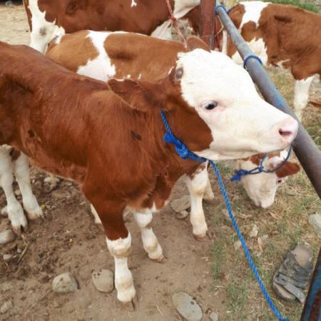 نکات مهم در انتخاب طناب گوساله کشی