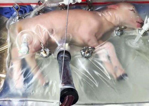 شرکت فروش دستگاه انتقال جنین گوسفند