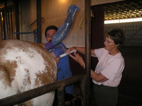 تولید عمده خرک جمع آوری اسپرم اسب