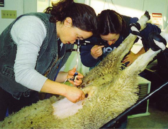 کارایی دستگاه انتقال جنین چیست؟