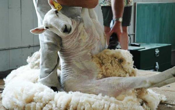 مدل های متنوع پشم چین موجود در بازار