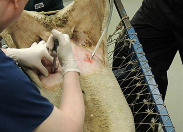 توزیع کننده سرنگ های مخصوص تلقیح بز