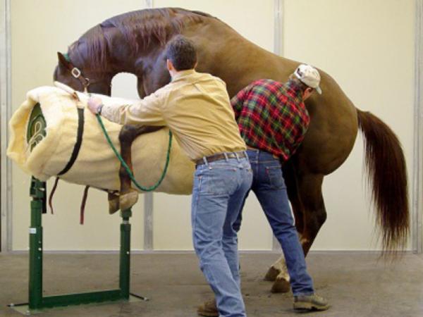 تولید کننده خرک جمع آوری اسپرم اسب