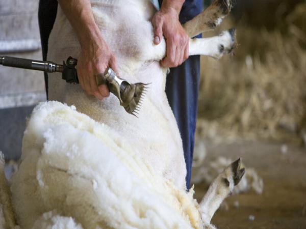 قیمت فروش پشم چین سام بین استرالیا