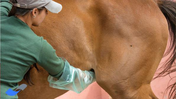 قیمت بهترین خرک جمع آوری اسپرم اسب