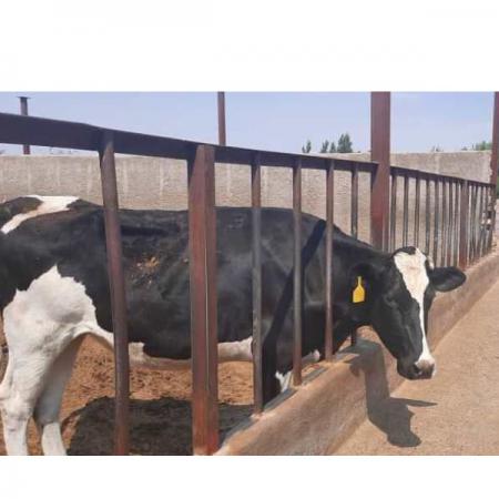 شرکت عرضه دستگاه انتقال جنین گاو