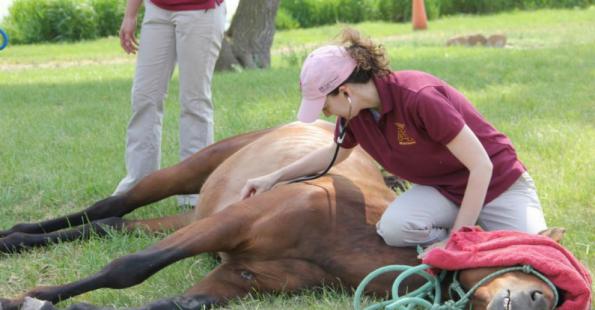 طریقه استفاده صحیح از خرک جمع آوری اسپرم