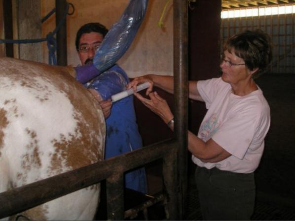 آموزش استفاده صحیح از سرنگ تلقیح