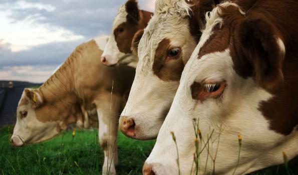 کیفیت دستگاه انتقال جنین چگونه است؟