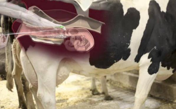 عرضه کننده لینر واژن مصنوعی شفاف دام