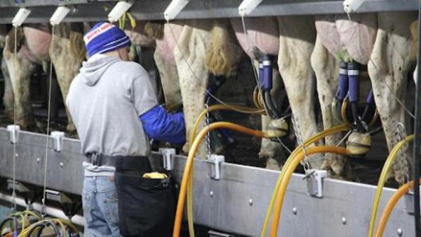 عرضه کنندگان بی واسطه شیر دوش صنعتی