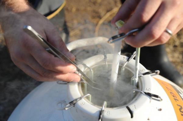 توزیع کننده دستگاه ذوب اسپرم