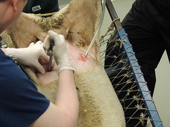 کارایی غلاف تلقیح IMV چیست؟