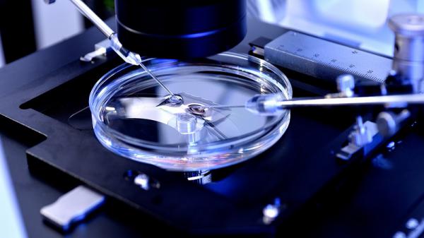 فروشنده بزرگ دستگاه انتقال جنین اسب