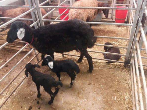 عرضه کننده سرنگ های مخصوص تلقیح گوسفند