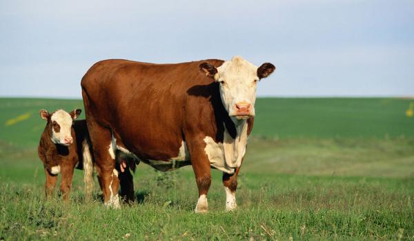 بازار خرید دستگاه انتقال جنین گاو