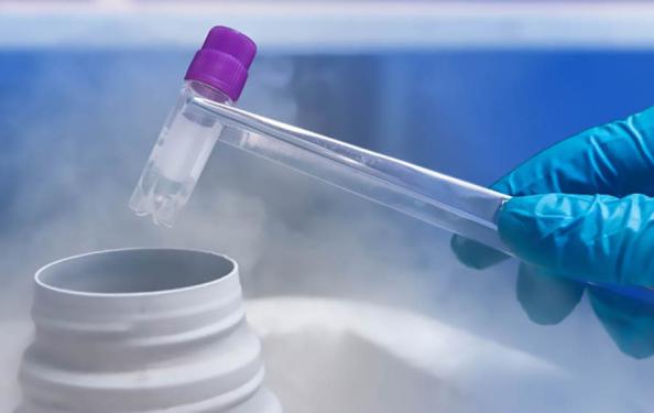 مرجع خرید دستگاه انتقال جنین گوسفند