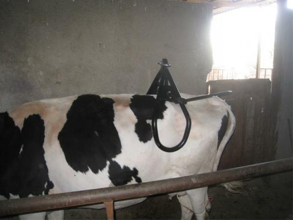 بازار فروش جک زایمان گوساله گاو